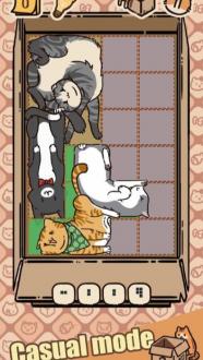 盒子猫