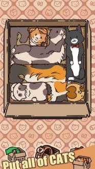 盒子猫